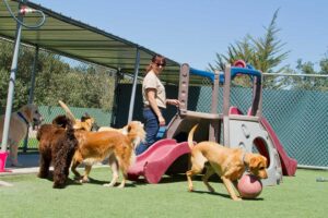 Pet Boarding photo from Adobe Stock