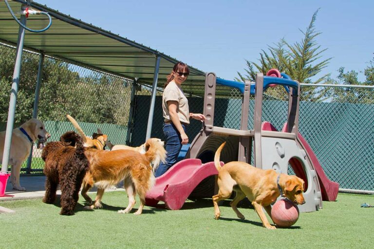 Pet Boarding photo from Adobe Stock