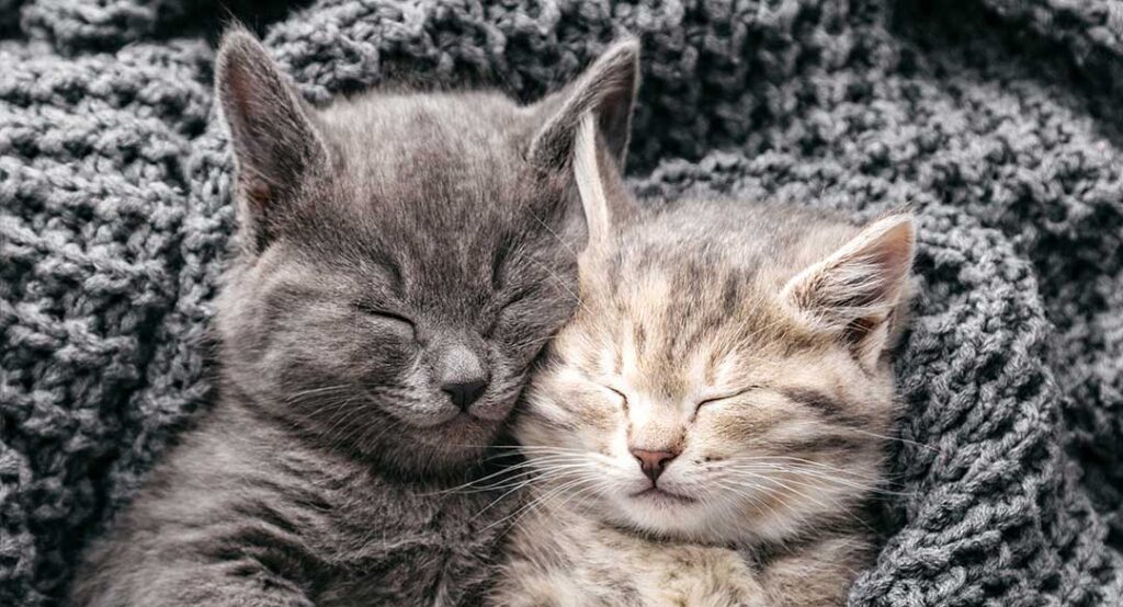 Pet Boarding photo from Adobe Stock