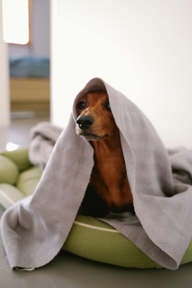 A medium-sized dog sits next to a person inside a living room, looking alert while fireworks flash outside a closed window.