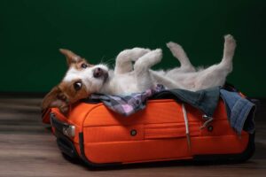A friendly dog sitting by a packed suitcase in a cozy living room, with sunlight streaming through the window.